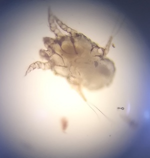 korvapunkki, otodectes cynotes, kissa, korva, kutina, vaikku, korvatulehdus, loinen